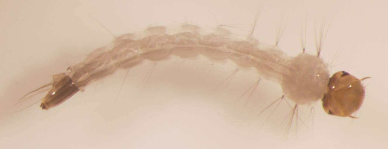 Larva do mosquito