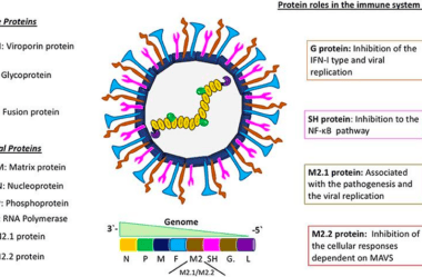 INFORMATIVO: HMPV – METAPNEUMOVIRUS HUMANO